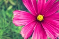 Pink wild flower Ã¢â¬ÅWild CosmosÃ¢â¬Â Cosmos bipinnatus blooming during Spring and Summer closeup macro photo Royalty Free Stock Photo